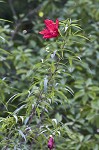 Scarlet rosemallow