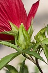 Scarlet rosemallow