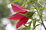 Scarlet rosemallow