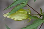 Scarlet rosemallow