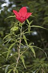 Scarlet rosemallow