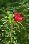 Scarlet rosemallow