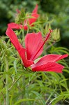 Scarlet rosemallow