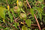 Halberdleaf rosemallow