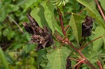 Halberdleaf rosemallow