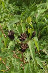 Halberdleaf rosemallow