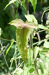 Halberdleaf rosemallow