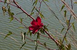 Halberdleaf rosemallow