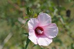 Halberdleaf rosemallow