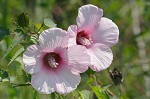 Halberdleaf rosemallow