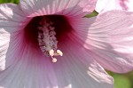 Halberdleaf rosemallow