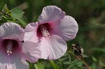 Halberdleaf rosemallow