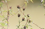 Halberdleaf rosemallow