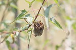 Halberdleaf rosemallow