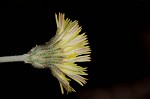 Meadow hawkweed