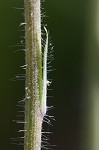 Meadow hawkweed