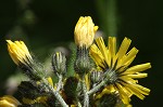 Meadow hawkweed