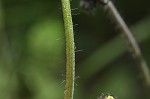 Meadow hawkweed