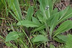 Meadow hawkweed