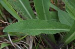 Meadow hawkweed