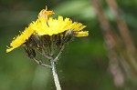 Meadow hawkweed