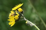 Meadow hawkweed