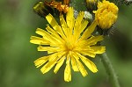 Meadow hawkweed