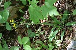 Meadow hawkweed