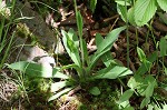 Meadow hawkweed