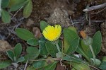 Mouseear hawkweed