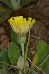 Mouseear hawkweed