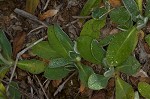 Mouseear hawkweed