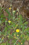 Mouseear hawkweed