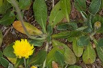 Mouseear hawkweed