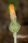 Mouseear hawkweed