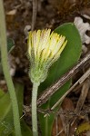 Mouseear hawkweed