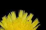 Mouseear hawkweed