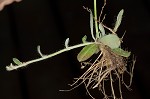 Mouseear hawkweed