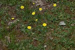 Mouseear hawkweed