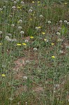 Mouseear hawkweed