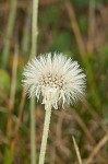 Mouseear hawkweed