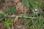 Mouseear hawkweed