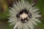 Mouseear hawkweed