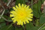 Mouseear hawkweed