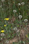 Mouseear hawkweed