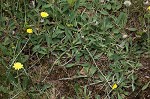 Mouseear hawkweed