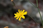 Rattlesnakeweed