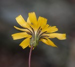 Rattlesnakeweed