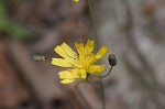 Rattlesnakeweed