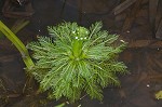 American featherfoil